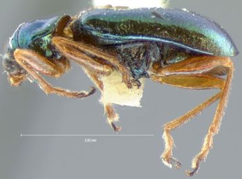Media type: image; Entomology 18300   Aspect: habitus lateral view